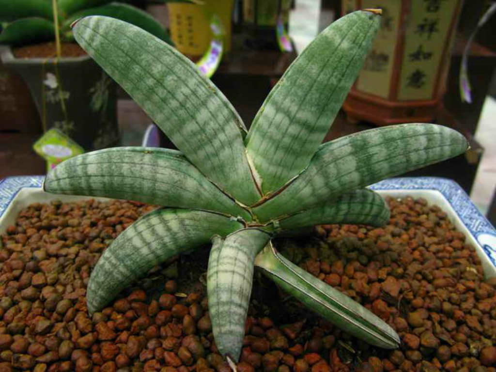 zamia zimmerpflanze Glcksfeder (Zamioculcas zamiifolia) kaufen