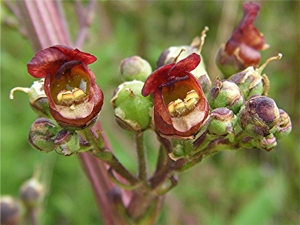 Green figwort