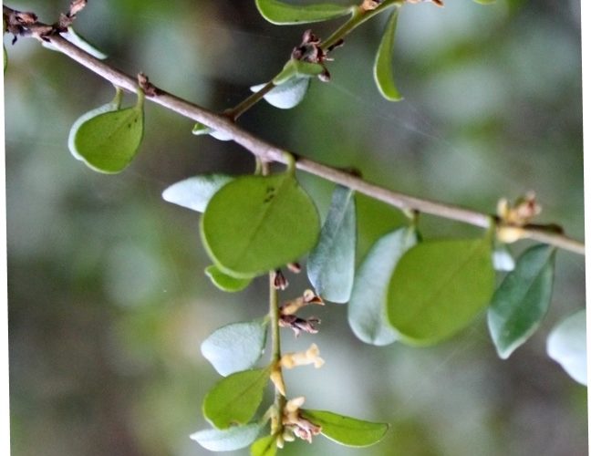 Nilgiri ebony