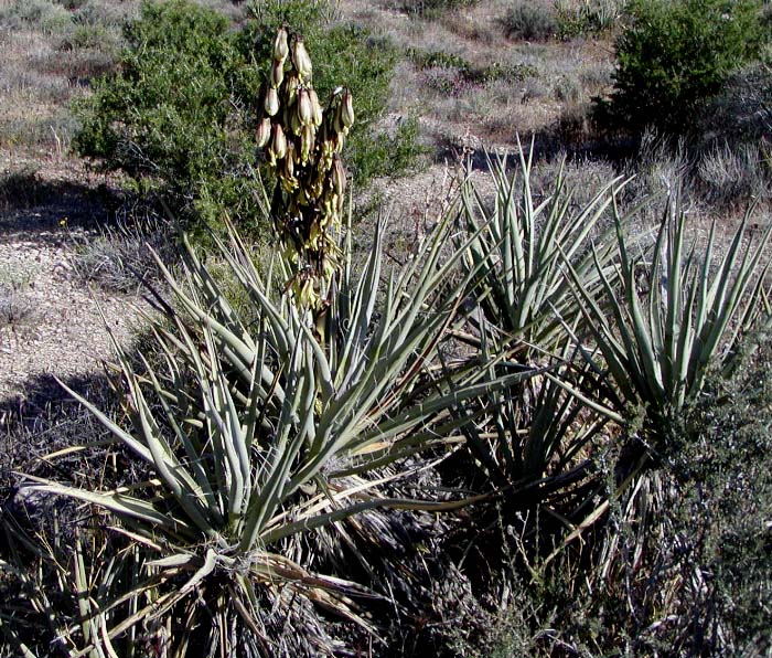 Joshua tree