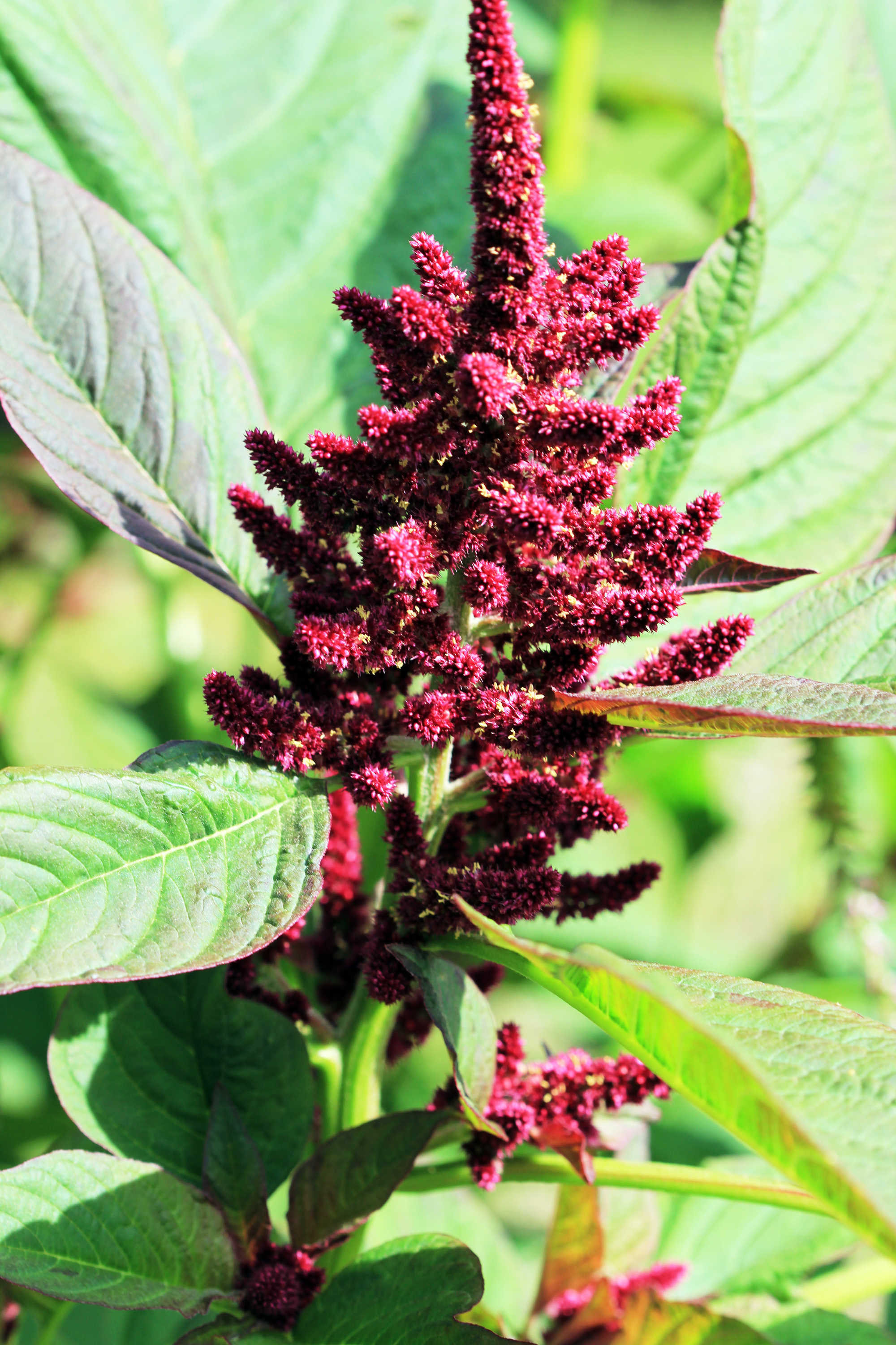 Prince's feather - Plantsnap - Identify Plants, Trees, Mushrooms With An App