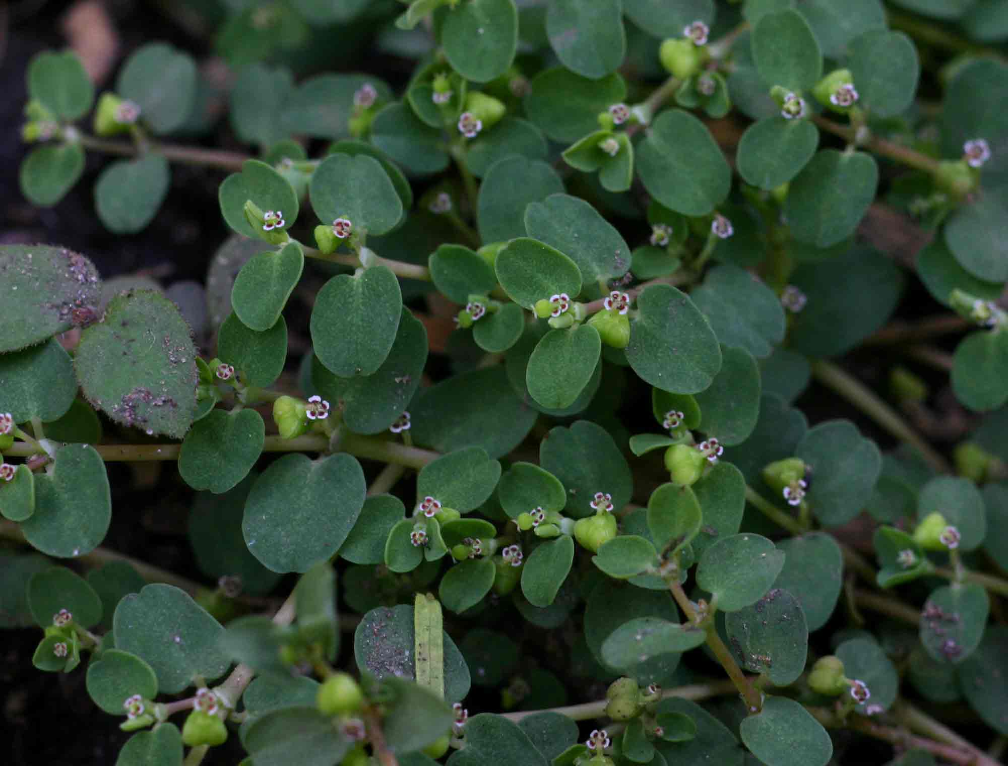 Mattress spurge