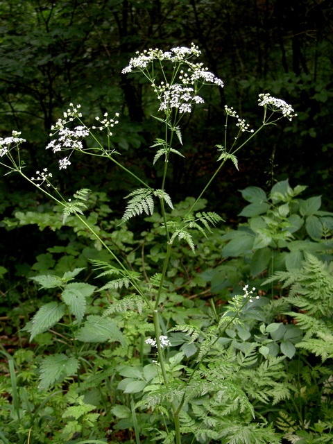 Cow parsley