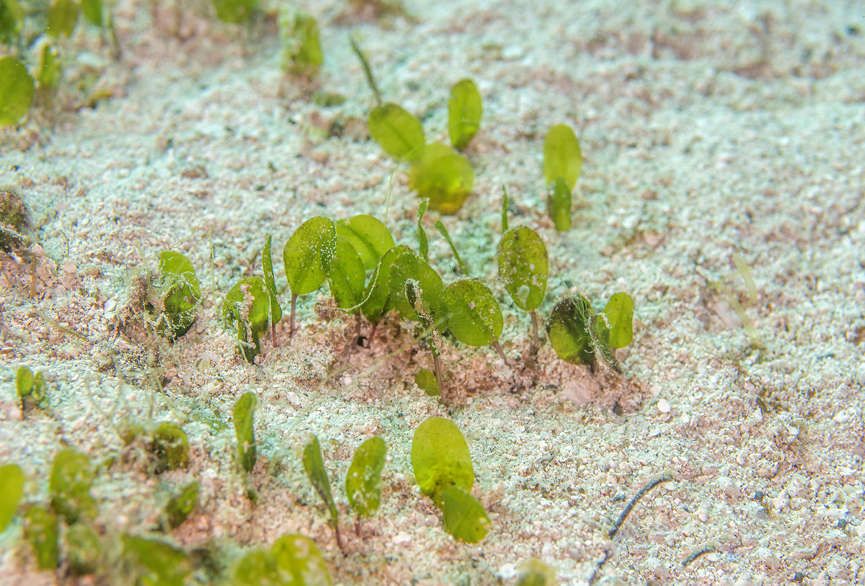 Plantsnap – Identify Plants, Trees, Mushrooms With An App