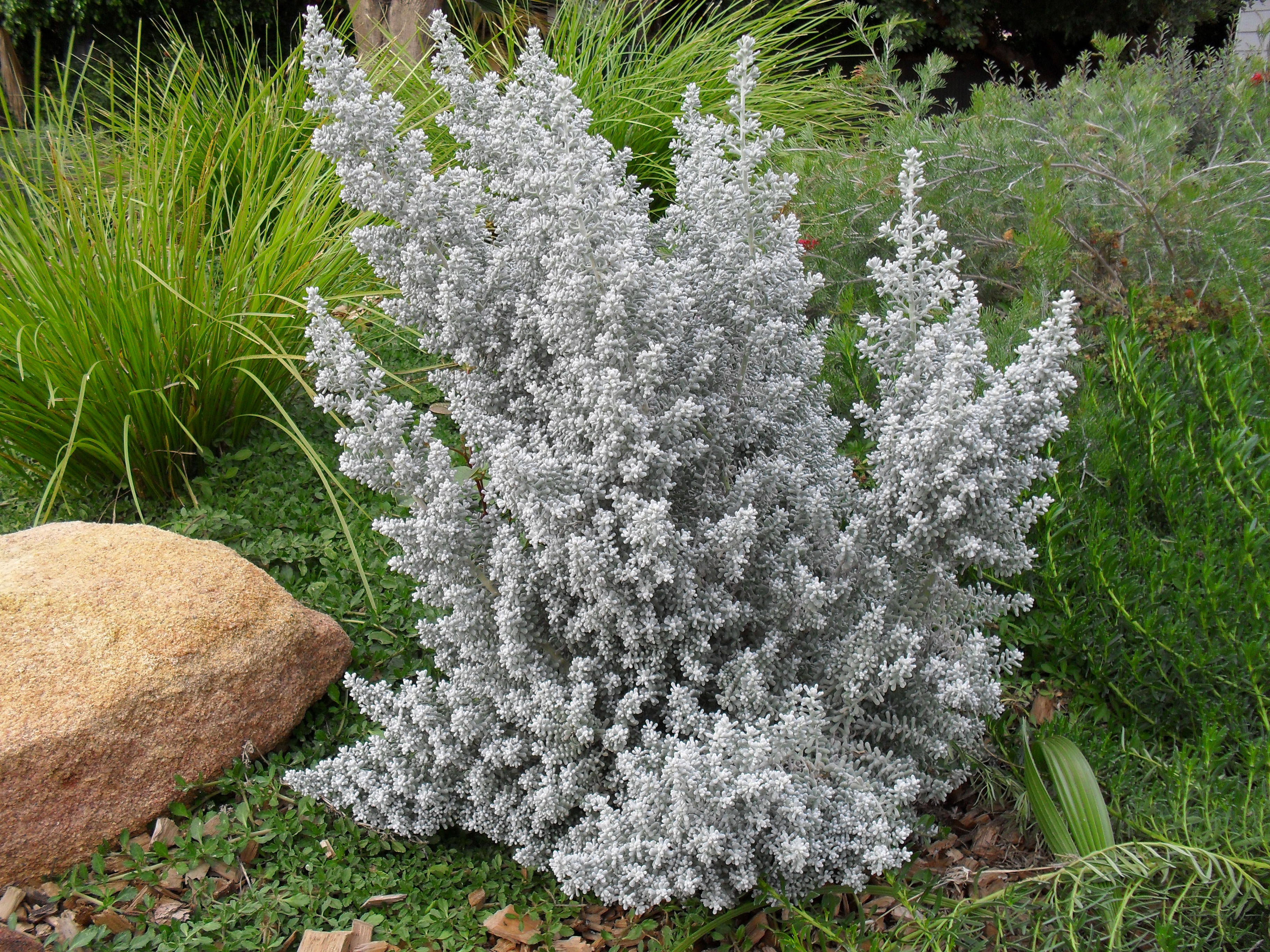 Pearl bluebush - Plantsnap - Identify Plants, Trees, Mushrooms