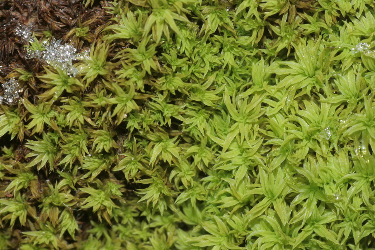 Rockish yew moss