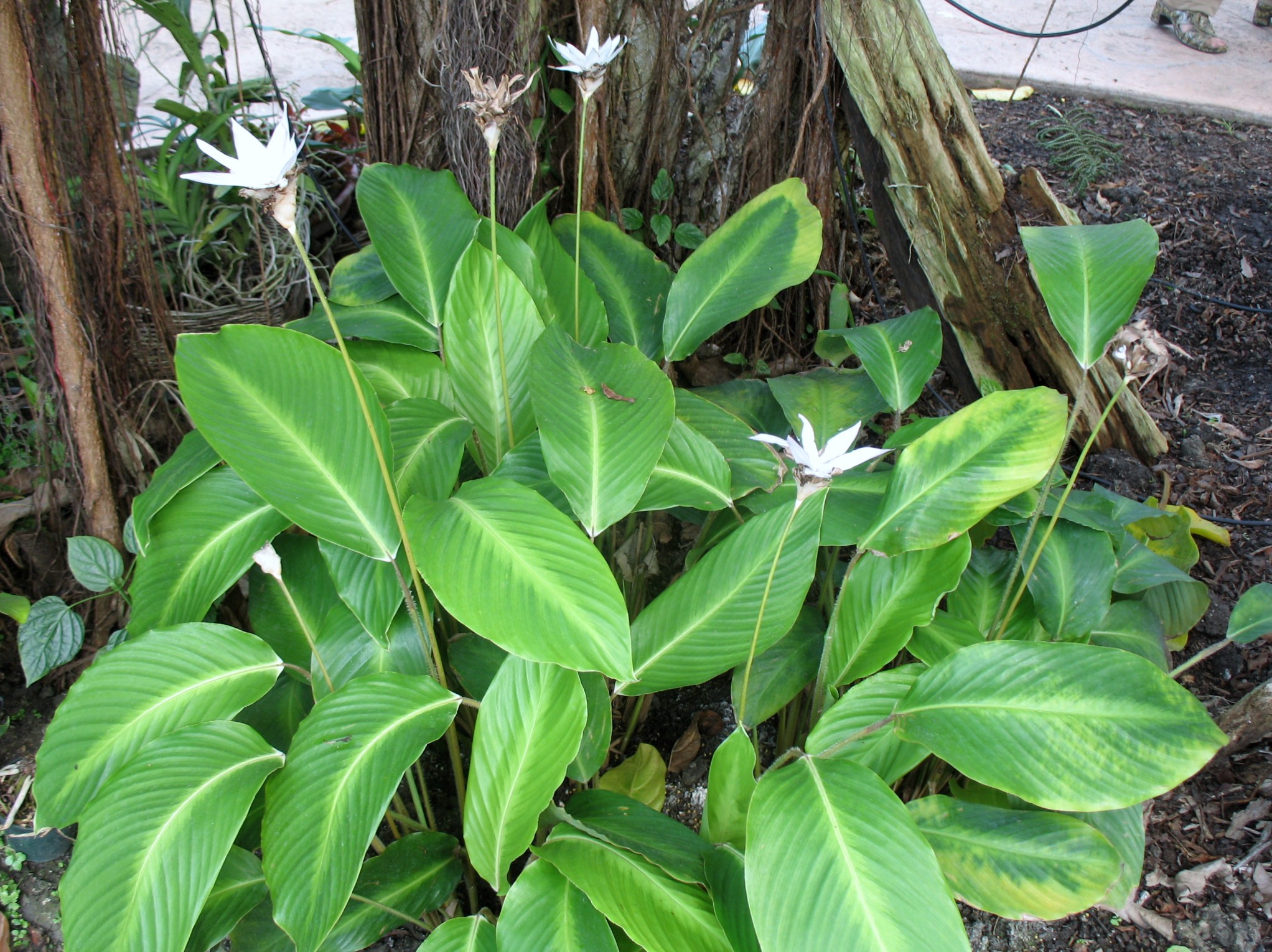 How to care for Rose painted calathea - Complete Plant Care Guide |  PlantSnap - Plantsnap - Identify Plants, Trees, Mushrooms With An App