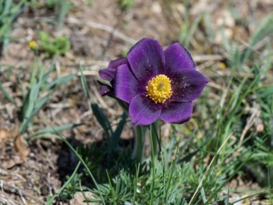 Chinese pasqueflower