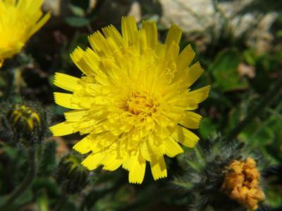European mouse-ear hawkweed