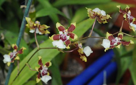 Sharry baby orchid