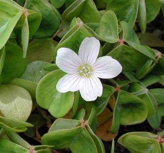 Redwood sorrel