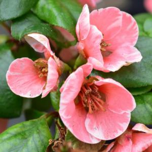 Chinese quince