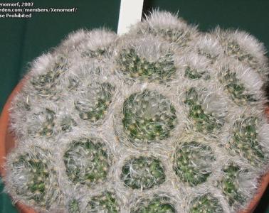 cosmos flower plant Sulphur Cosmos Seeds, Cosmos sulphureus main image 0