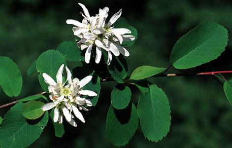 Utah serviceberry (Amelanchier utahensis) - Image 1 of 10