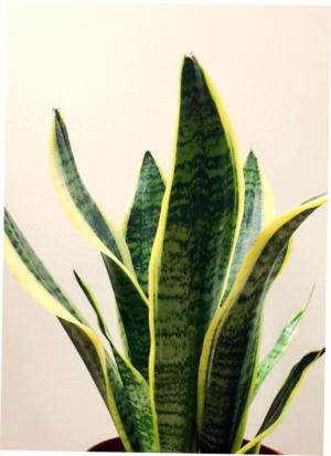 Powell's sansevieria - Plantsnap - Identify Plants, Trees, Mushrooms With  An App