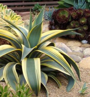 Weber's agaveの育て方 - 完全お手入れガイド | PlantSnap - Plantsnap