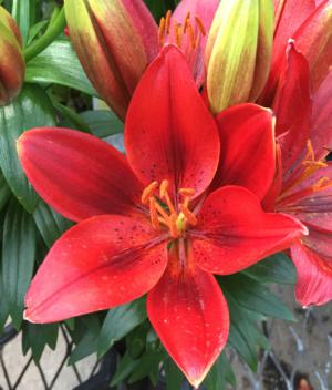 Starlette lily - Plantsnap - Identify Plants, Trees, Mushrooms With An App