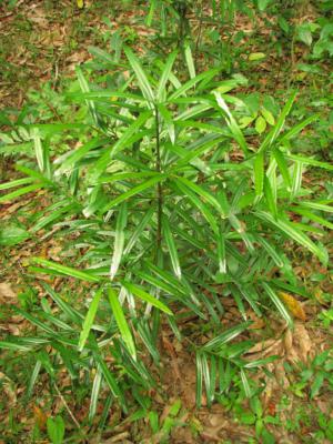 Nakai's podocarpus - Plantsnap - Identify Plants, Trees, Mushrooms With An  App