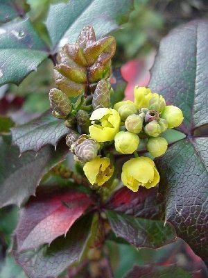 Oregon grape