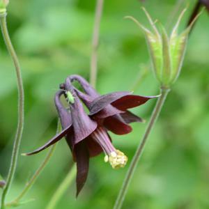 Black columbine