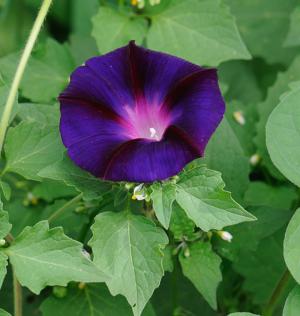 Japanese morning glory (Ipomoea nil) - Image 1 of 10