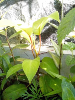 Lemon lime philodendron - Plantsnap - Identify Plants, Trees, Mushrooms  With An App