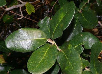 Southern live oak