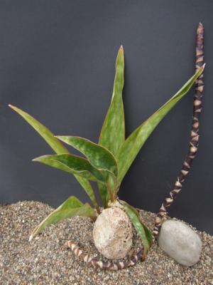 How to care for Liberian snake plant - Complete Plant Care Guide |  PlantSnap - Plantsnap - Identify Plants, Trees, Mushrooms With An App