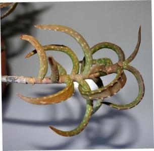 Antandroy aloe - Plantsnap - Identify Plants, Trees, Mushrooms With An App