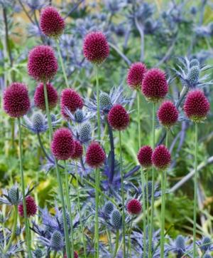 Round-headed leek