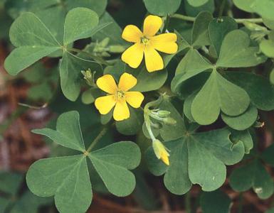 Least yellow sorrel
