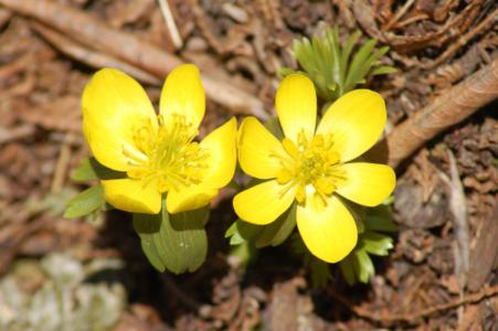Spring adonis