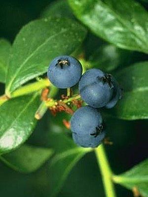 Mountain huckleberry