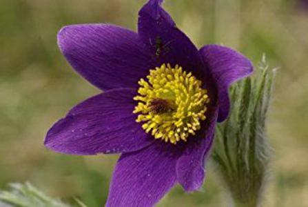 Eastern pasqueflower