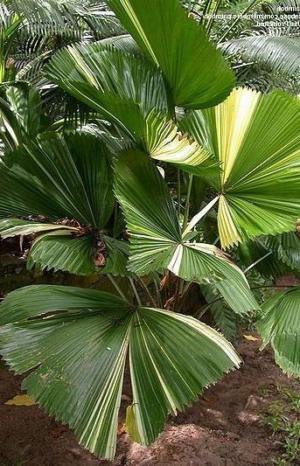 Ruffled fan palm