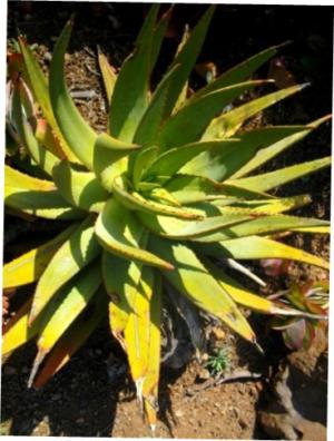 Vryheid aloe - Plantsnap - Identify Plants, Trees, Mushrooms With An App