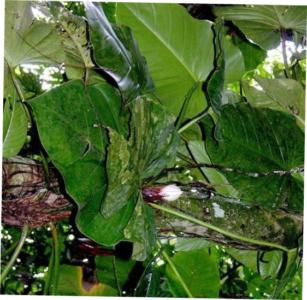 Split-leaf philodendron - Plantsnap - Identify Plants, Trees, Mushrooms  With An App