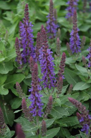 Common sage