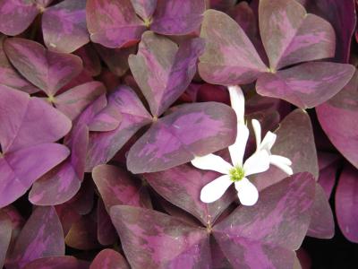 Purple shamrock