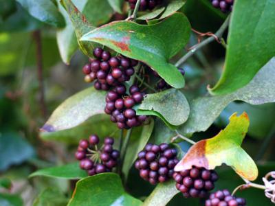 Earleaf greenbrier