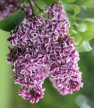 Syringa vulgaris