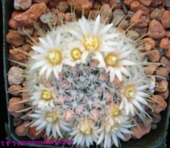 How to care for White woolly mammillaria - Complete Plant Care Guide |  PlantSnap - Plantsnap - Identify Plants, Trees, Mushrooms With An App