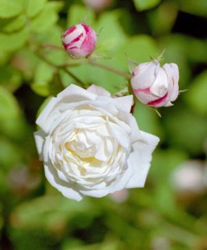 White rose