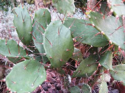 Brazilian prickly pear