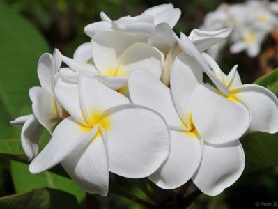 Frangipani