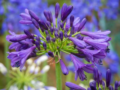 African lily