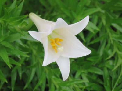 Brown's lily - Plantsnap - Identify Plants, Trees, Mushrooms With