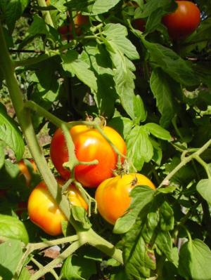 Roma tomato