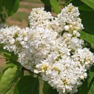 White lilac