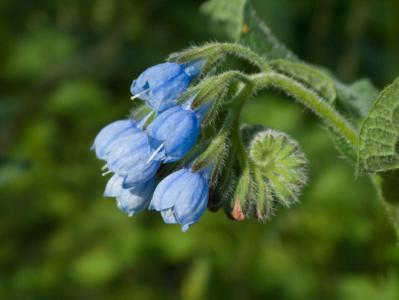 Caucasian comfrey